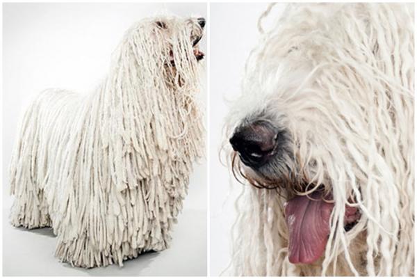 10 pitkäkarvaista koiraa - 8. Komondor