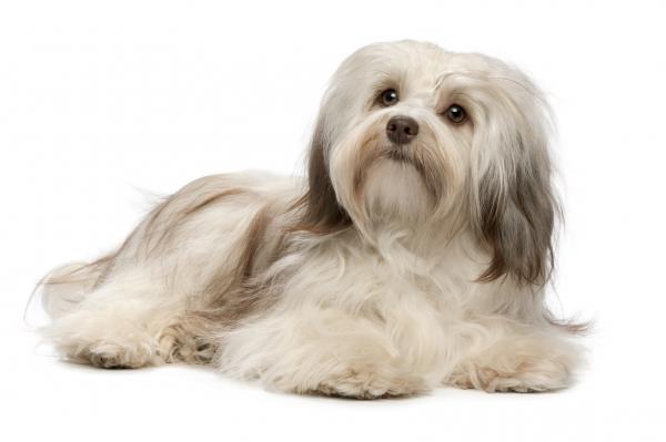 10 pitkäkarvaista koiraa - 7. Havanese