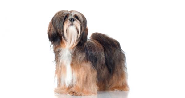 10 pitkäkarvaista koiraa - 6. Lhasa apso