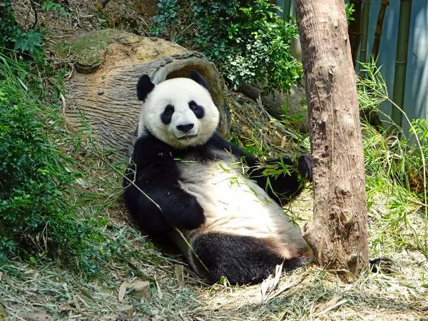 Panda -karhun ruokinta - Panda -karhun elämä, syöminen ja nukkuminen