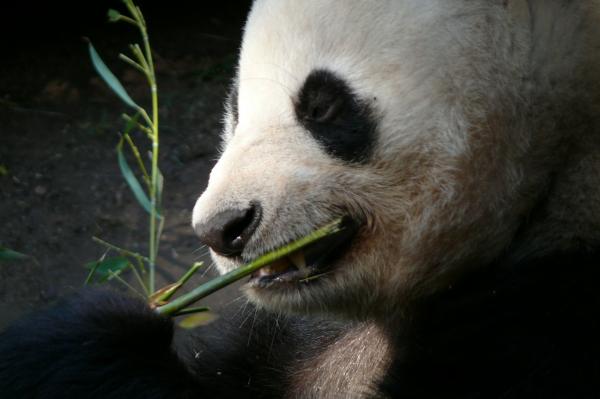 Panda -karhun ruokinta - Kuinka pandakarhu ruokkii?