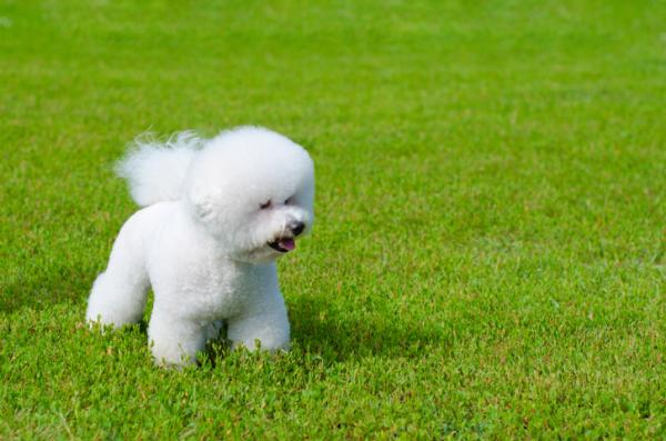 10 pientä valkoista koirarotua - 2. Bichon frise