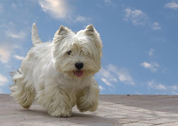 10 pientä valkoista koirarotua - 7. West Highland White Terrier 