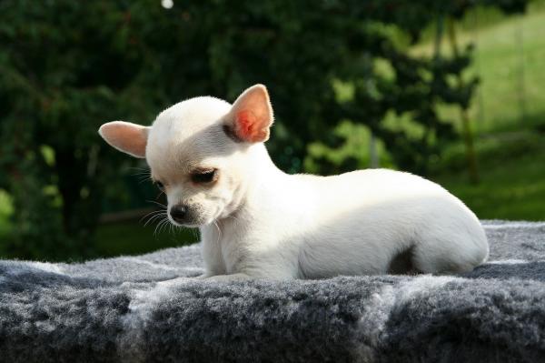 10 pientä valkoista koirarotua - 8. Chihuahua