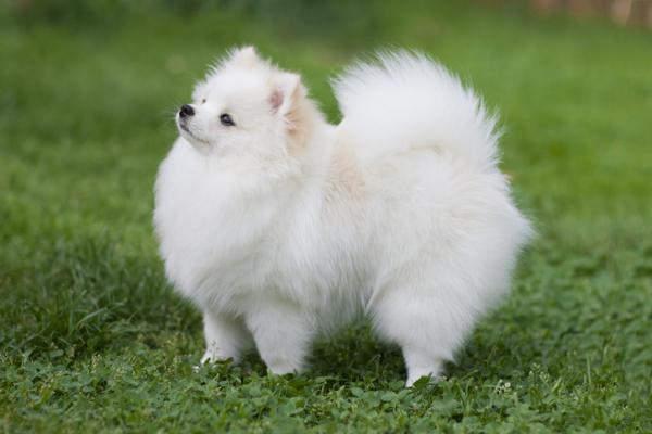 10 pientä valkoista koirarotua - 6. Pomeranian