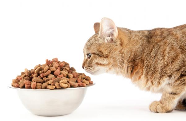 Voiko kissa olla kasvissyöjä tai vegaani?  - Onko kissoille vegaaniruokaa?