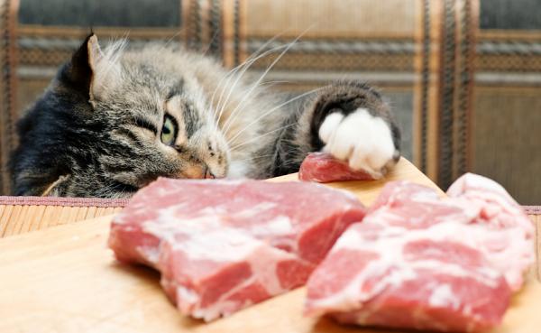 Voiko kissa olla kasvissyöjä tai vegaani?  - Voiko kissa olla kasvissyöjä tai vegaani yksinään?