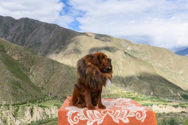 Leijonien näköiset koirarodut - 1. Tiibetin mastiffi