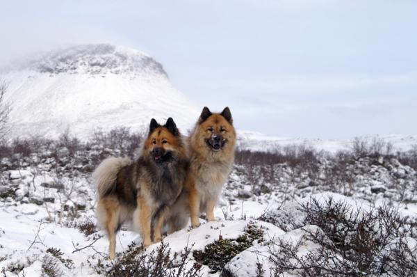 Leijonien näköiset koirarodut - 10. Eurasier