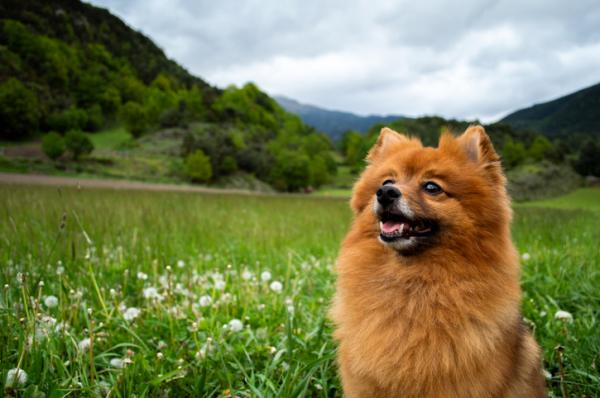 Leijonien näköiset koirarodut - 5. Pomeranian