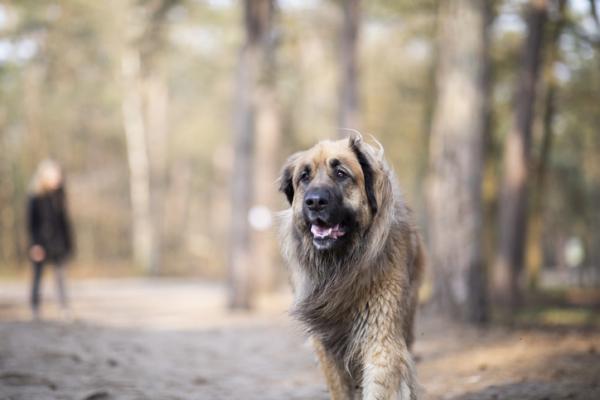 Leijonien näköiset koirarodut - 7. Leonberger