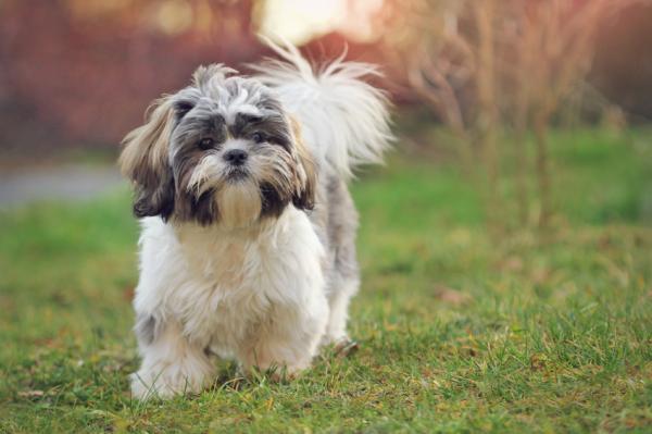 Leijonien näköiset koirarodut - 6. Shih tzu