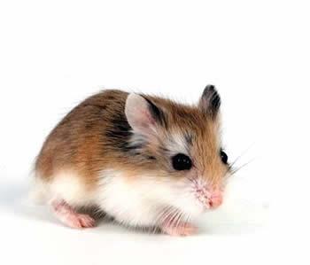 Hamsterin hampaiden hoito - Hamsterin hampaiden poikkeavuudet