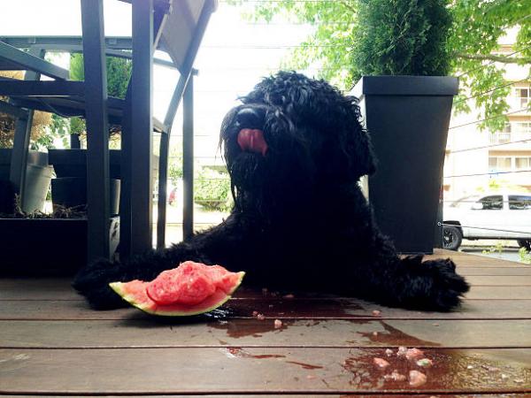 Voivatko koirat syödä vesimelonia?  - Vesimelonin edut koirille