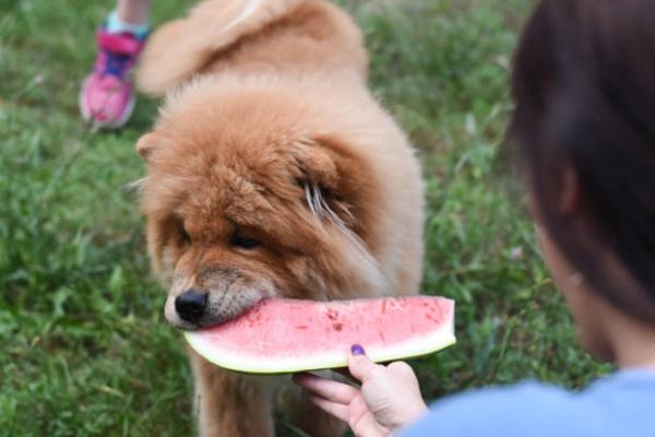 Voivatko koirat syödä vesimelonia?  - Kuinka antaa vesimeloni koiralle?