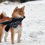 1629371411 952 Shiba Inu