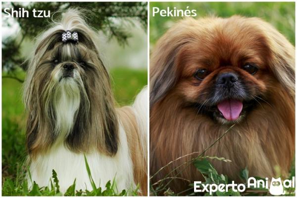 Pekingin ja shih tzun väliset erot - Shih tzu: n ja pekingiläisen fyysiset ominaisuudet: koko ja turkki