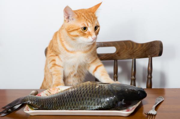 Voivatko kissat syödä kalaa?  - Kuinka antaa kalalle kissa?