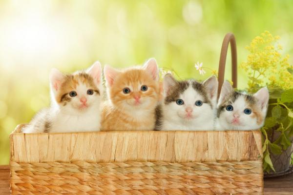 Alkuperäisten urospuolisten kissojen nimet - urosten kissojen nimet värin mukaan