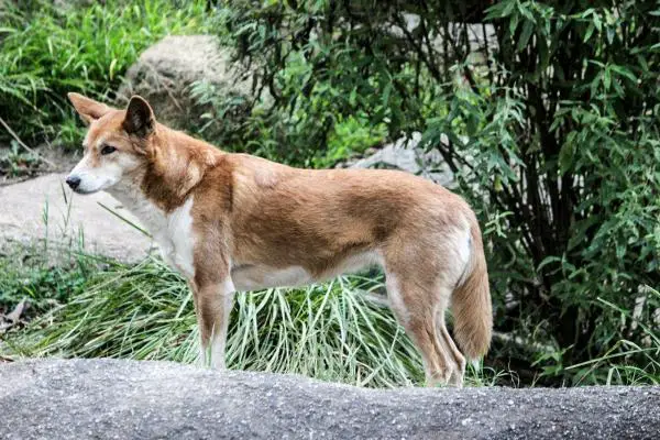 Australian koiranrotut - 6. Australian Dingo