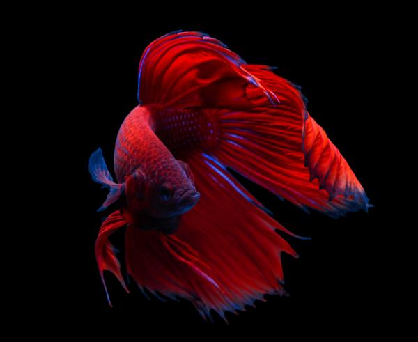 Nimet uros- ja naarasbetalle - Punaisen betta -kalan nimet