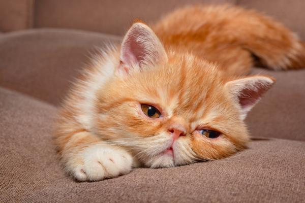 Oranssi kissarotu - eksoottinen kissa