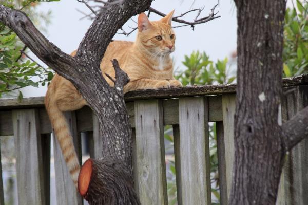 Oranssi kissarotu - Sekakissa