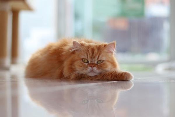 Oranssi kissarotu - persialainen kissa