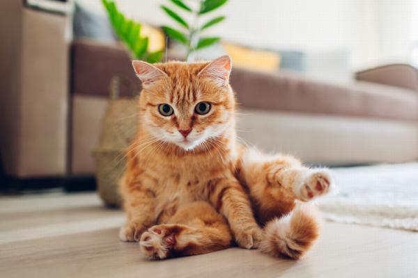 Oranssi kissarotu - Euroopan kissa