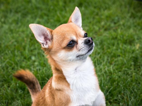 Chihuahua -värit - AKC Hyväksytyt Chihuahua -värit