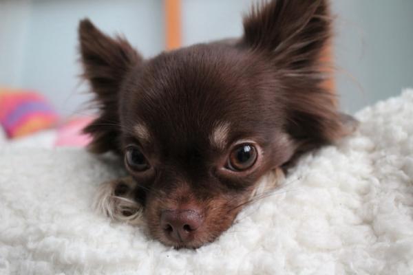 Chihuahua -värit - suklaanvärinen Chihuahua