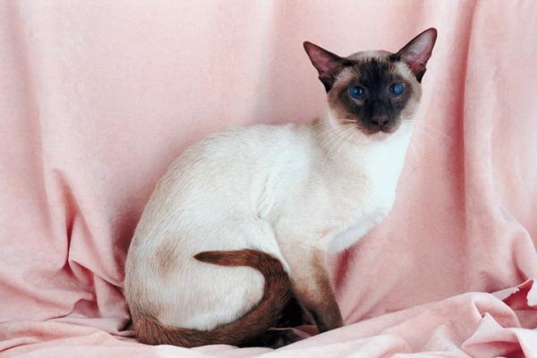 10 eksoottista kissarotua - 1. Moderni siamilainen tai thaimaalainen