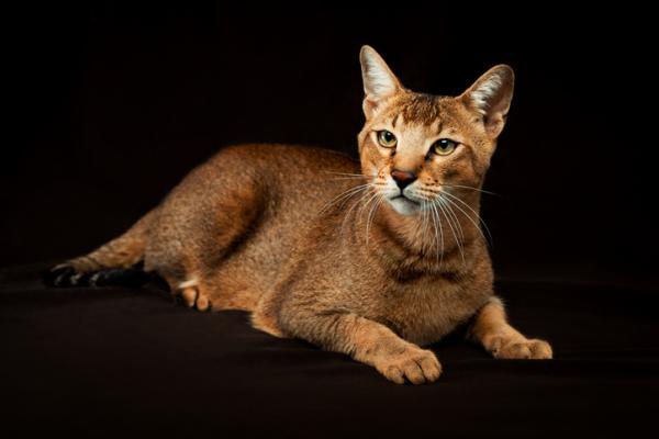 10 eksoottista kissarotua - 8. Chausie