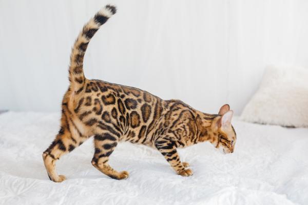10 eksoottista kissarotua - 9. Bengalin kissa