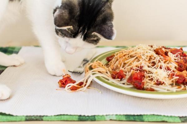 Voivatko kissat syödä pastaa?  - Voivatko kissat syödä pastaa tomaatin kanssa?