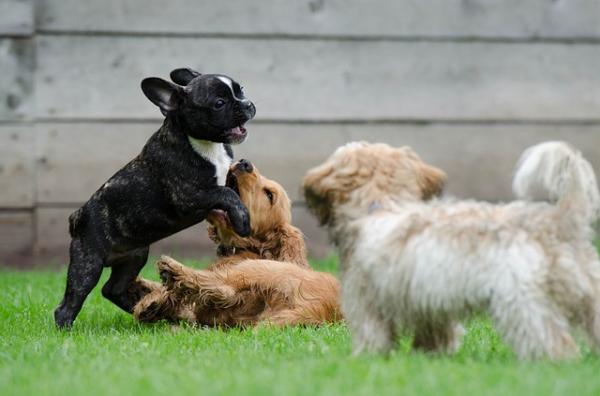 1629422018 327 Bulldogin tyypit englanti ranska ja amerikkalainen