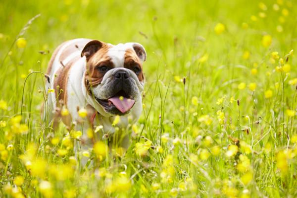 Bulldogin tyypit: englanti, ranska ja amerikkalainen - englantilainen bulldoggi