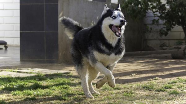 Siperianhuskyn edut - 1. Siperianhusky tarvitsee hyvän annoksen päivittäistä liikuntaa 