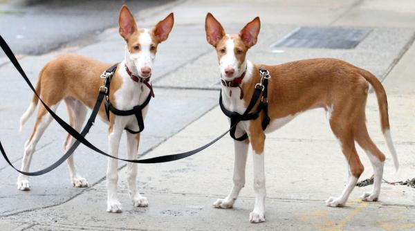 Podencos -tyypit - Podenco ibicenco