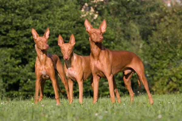 Podencos -tyypit - Podenco canario