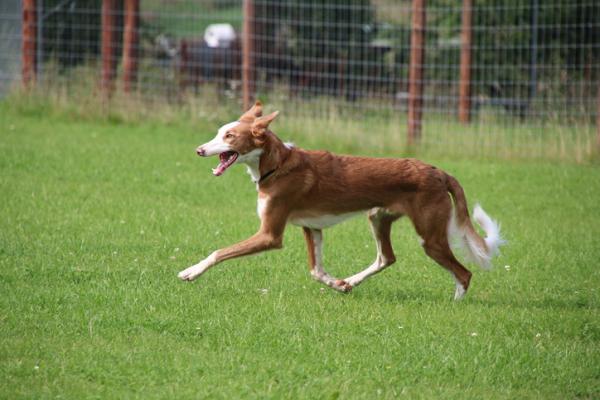 Podencos -tyypit - Valencian Podenco