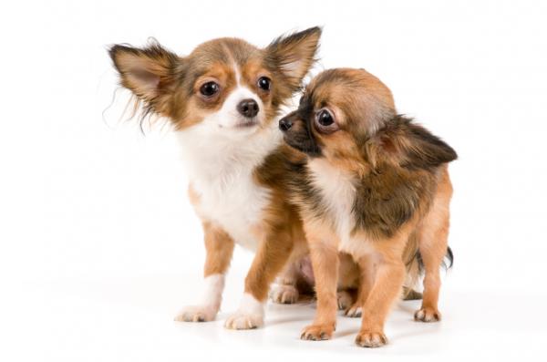 Chihuahua -koiranimet - pieni mutta uskollinen koira