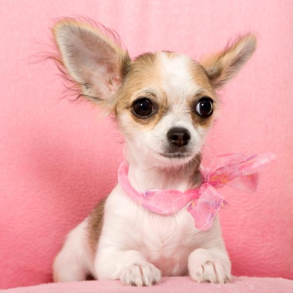 Chihuahua -koirien nimet - Naaraspuolisten chihuahua -koirien nimet