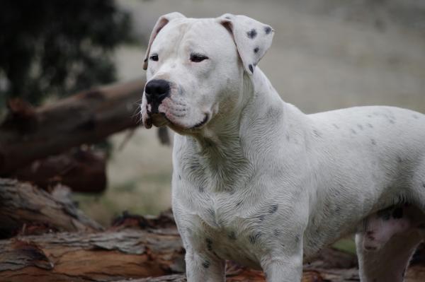 Argentiinan koirarotut - Dogo Argentino