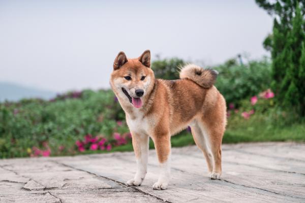 Japanilaiset koirarodut, jotka sinun pitäisi tietää - 2. Shiba inu
