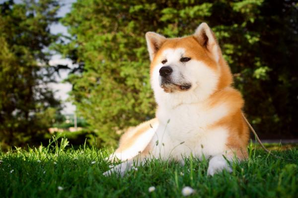 Japanilaiset koirarodut, jotka sinun pitäisi tietää - 1. Akita inu