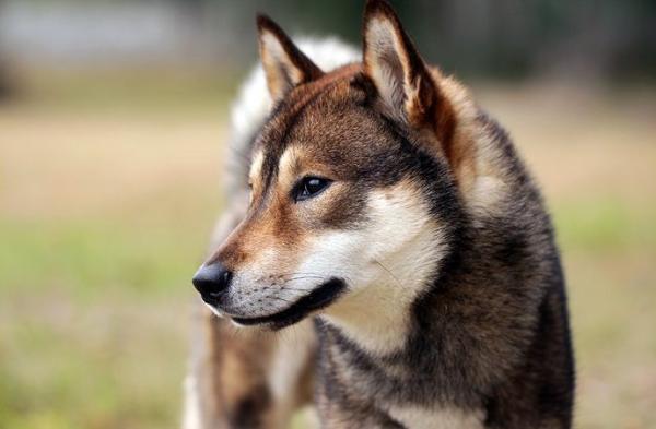 Japanilaiset koirarodut, jotka sinun pitäisi tietää - 3. Shikoku inu