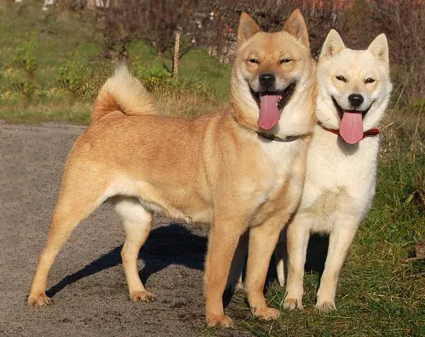 Japanilaiset koirarodut, jotka sinun pitäisi tietää - 4. Hokkaido inu