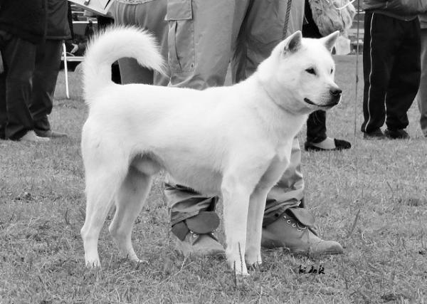 Japanilaiset koirarodut, jotka sinun pitäisi tietää - 5. Kishu inu