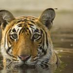 1629468142 192 Bengalin tiikeri elinymparisto ja ominaisuudet